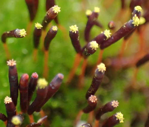 Image of Tayloria octoblepharum by no rights reserved
