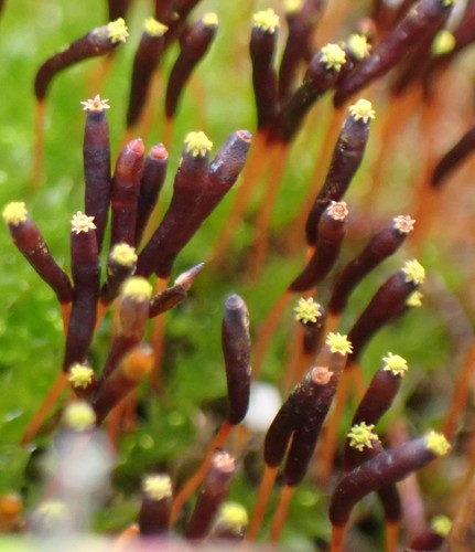 Image of Tayloria octoblepharum by no rights reserved