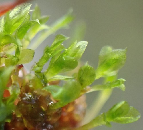Image of Tayloria octoblepharum by no rights reserved