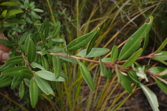 Nematolepis squamea squamea