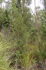 Nematolepis squamea squamea