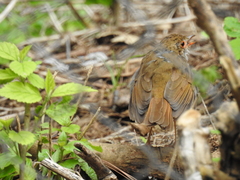 Catharus aurantiirostris