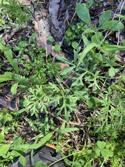 Lepidium bonariense