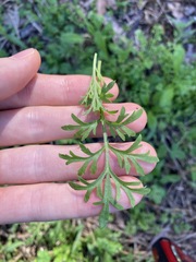 Lepidium bonariense
