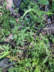 Lepidium bonariense