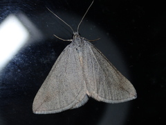 Lithostege griseata