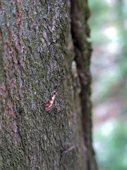 Micropterix tunbergella