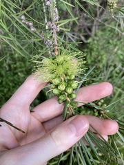 Melaleuca linearis acerosa