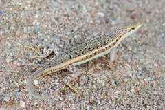 Trachylepis acutilabris