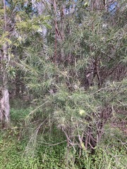 Melaleuca linearis acerosa