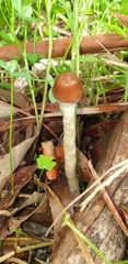 Agaricomycetes