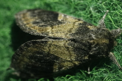 Notodonta tritophus