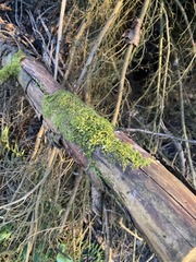 Multiclavula corynoides