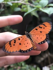 Acraea terpsicore