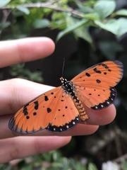 Acraea terpsicore