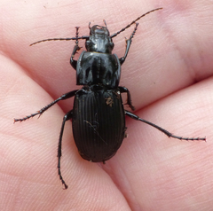 Abax parallelepipedus