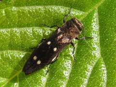 Agrilus sospes
