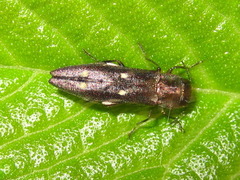 Agrilus sospes