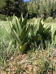 Veratrum californicum