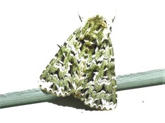 Thalatha bryochlora