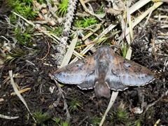 Phyllodesma ilicifolia