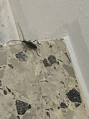 Plinthocoelium domingoense