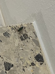 Plinthocoelium domingoense