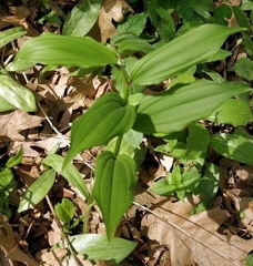 Maianthemum racemosum