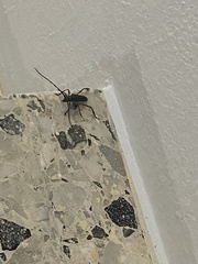 Plinthocoelium domingoense