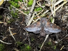 Phyllodesma ilicifolia