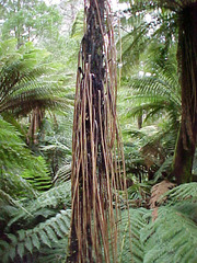 Cyathea cunninghamii