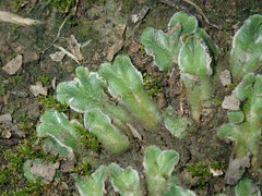 Riccia cartilaginosa