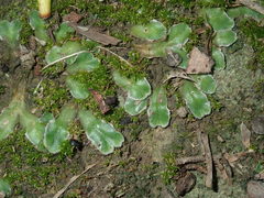 Riccia cartilaginosa