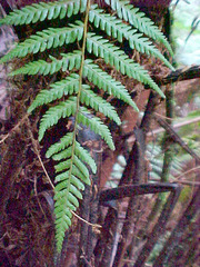 Cyathea cunninghamii
