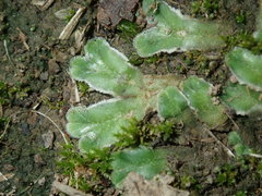 Riccia cartilaginosa