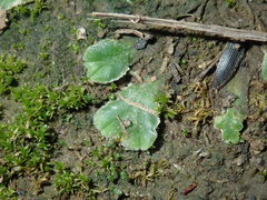 Riccia cartilaginosa