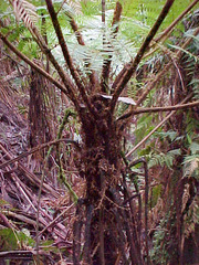 Cyathea cunninghamii