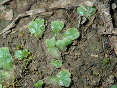 Riccia cartilaginosa