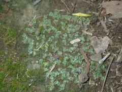 Riccia cartilaginosa