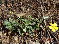 Ranunculus plebeius