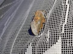 Phyllodesma ilicifolia