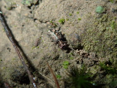 Scopodes
