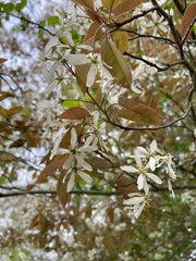 Amelanchier × lamarckii