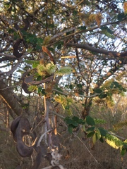 Microlobius foetidus