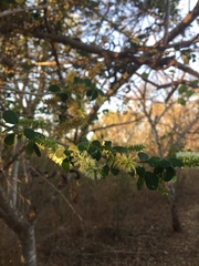 Microlobius foetidus