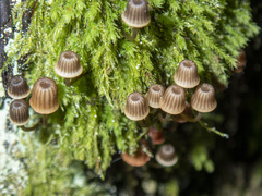 Mycena mamaku