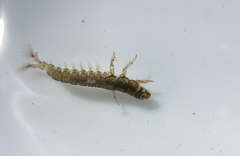 Hydropsyche californica