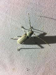 Gnaphalodes trachyderoides