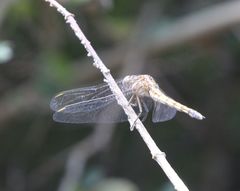 Orthetrum chrysostigma