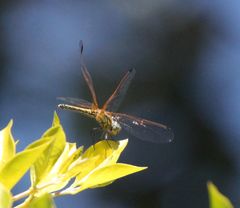 Trithemis arteriosa